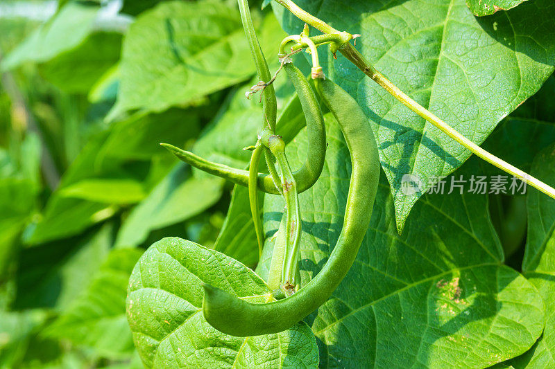 菜豆(phaseololesvulgaris L. bean)在大田阳光下生长